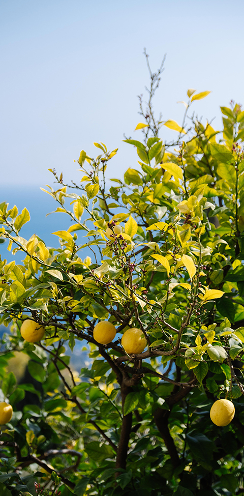 Vue d'un citronnier