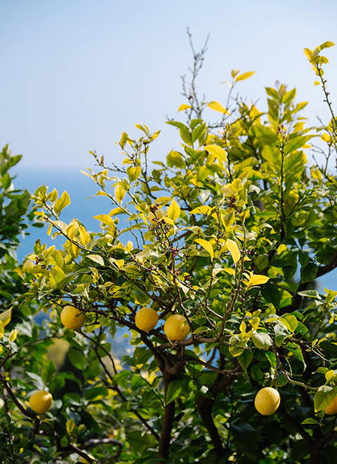 Vue d'un citronnier